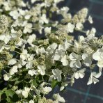 Hortenzia metlinatá (Hydrangea paniculata) ‘DHARUMA’ - výška 20-30 cm, kont. C2L 